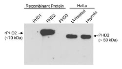 EGLN1/PHD2 Antibody, Novus Biologicals:Antibodies:Primary Antibodies